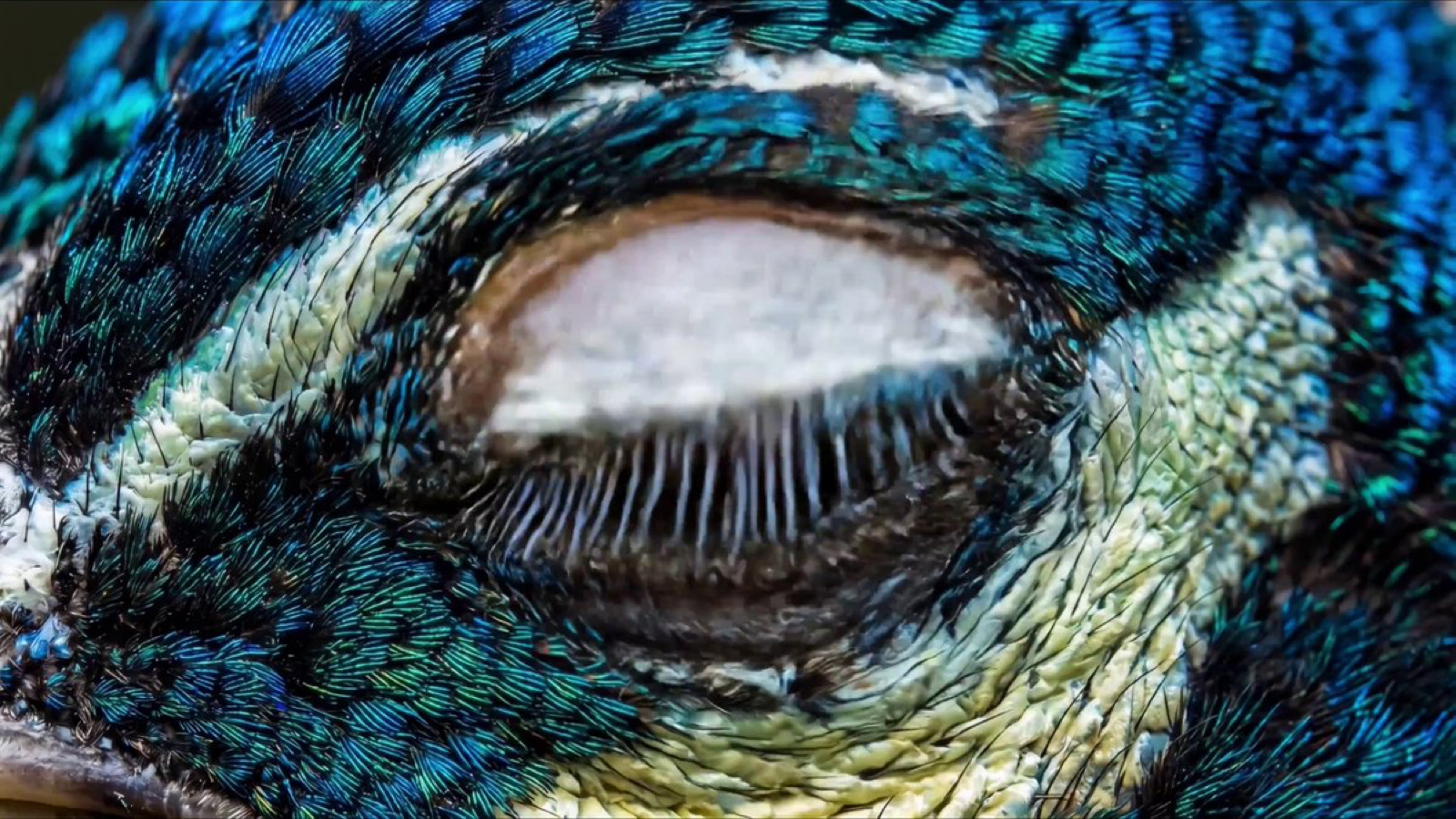X sourced Kling 4K Mode texture preview for Kling AI NSFW search intent review